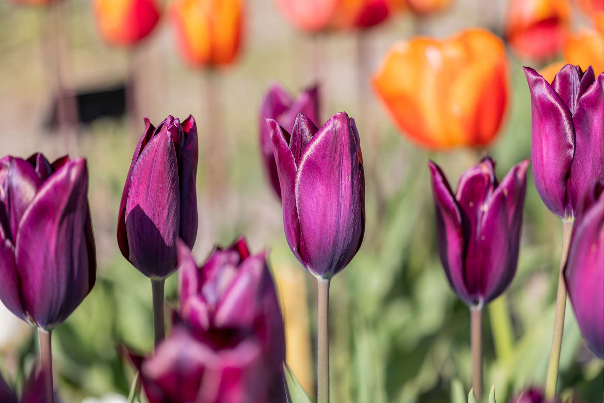 Tulpe 'Havran'
